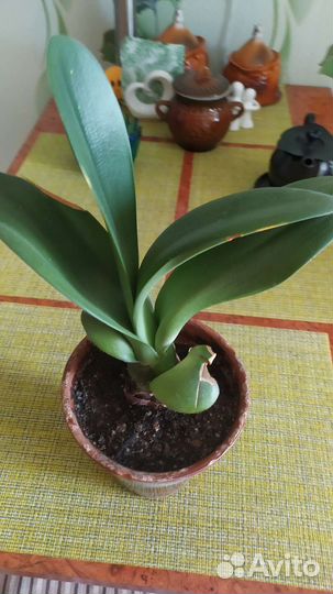 Гемантус белоцветковый