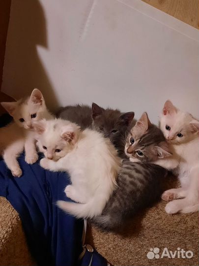 Котята в добрые руки приучены к лотку