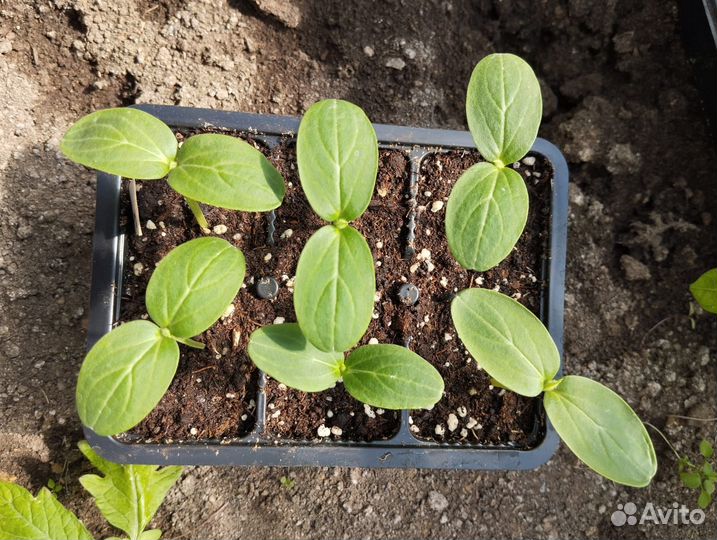 Рассада огурцов Герман и другие