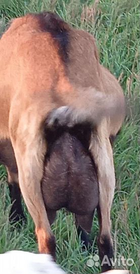 Дойные и годовалые козы