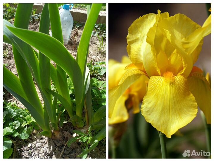 Хризантемы,хосты, ирисы и др