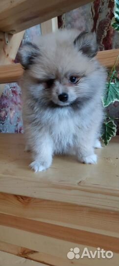 Щенки шпица