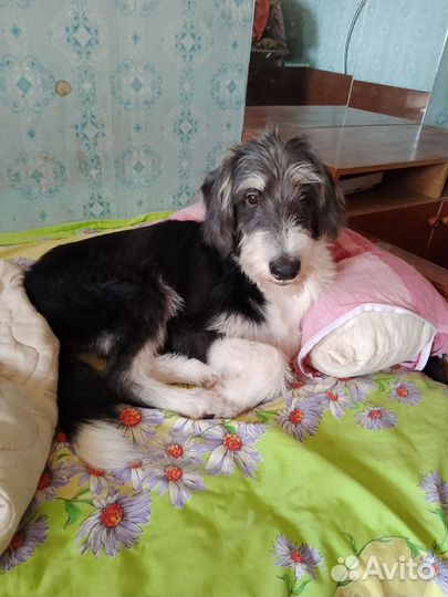 Степа ищет дом