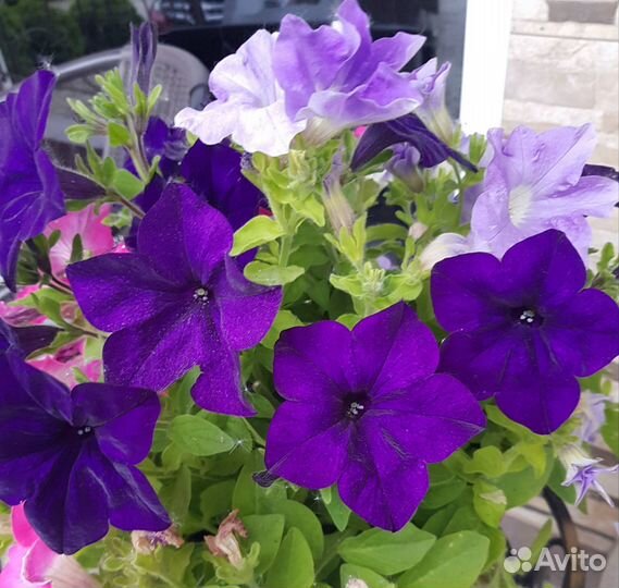 Рассада петуний. Очень ароматная