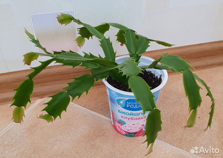 Декабристы