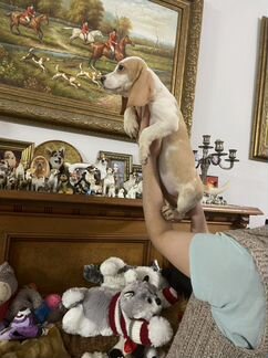 Щенки бигль