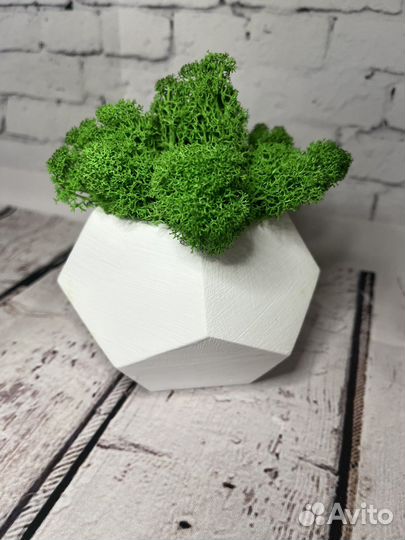 Кашпо со стабилизированным мхом