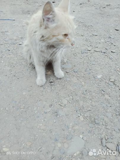 Котята, кошечка