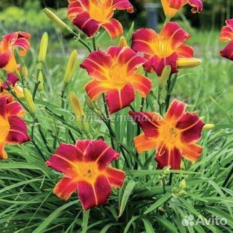 Линейник гибридный, саженцы