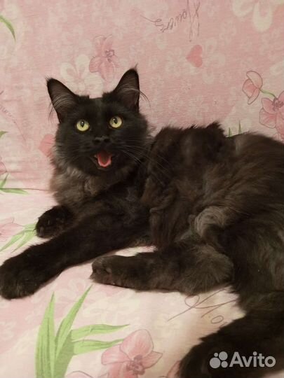 Кошечка, ответственному человеку