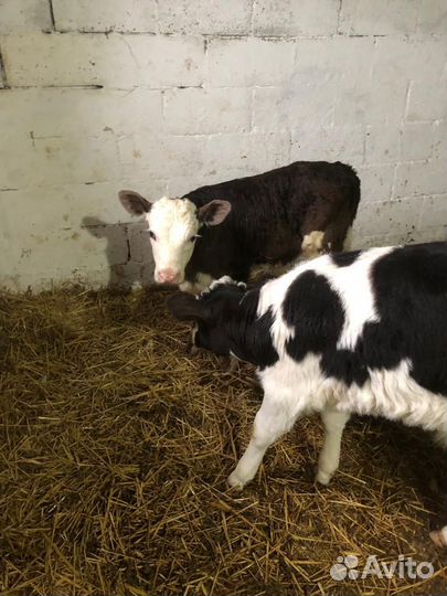 Бычок на откорм