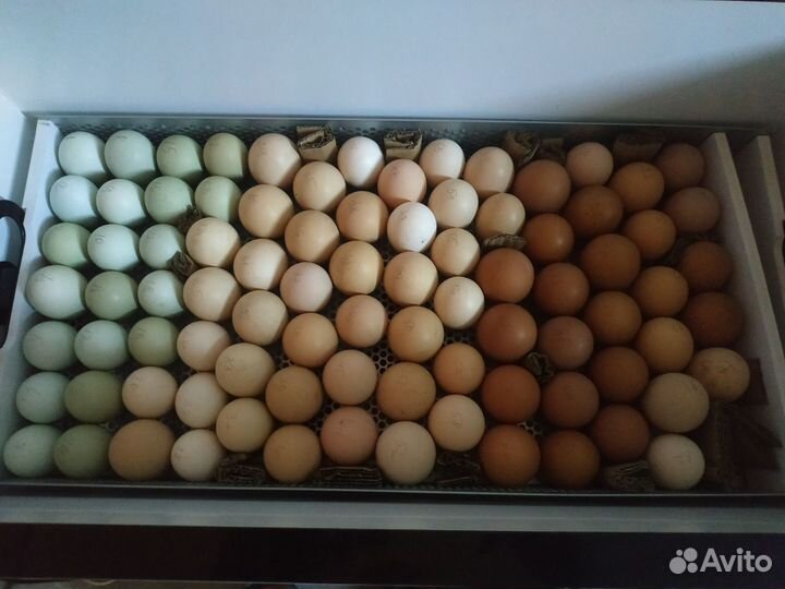 Инкубационное яйцо породных кур