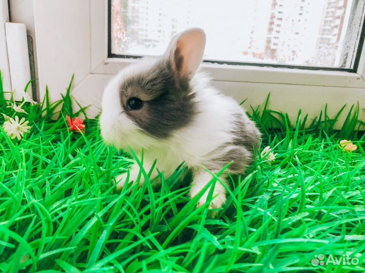 Карликовый кролик - лучший подарок ребенку