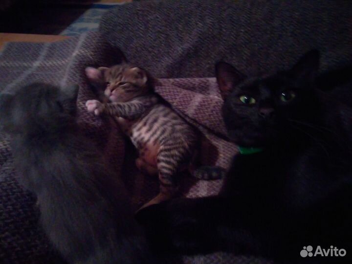 Домовые лапуськи(метис SavannahF6/чёрная британка)