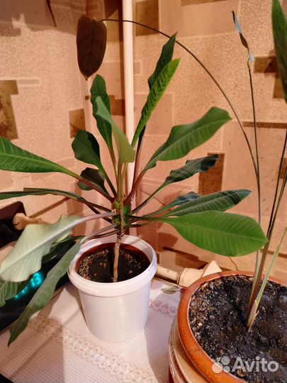 Молочай (Эуфорбия)