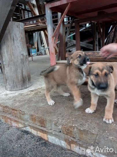 Щенок двортерьер