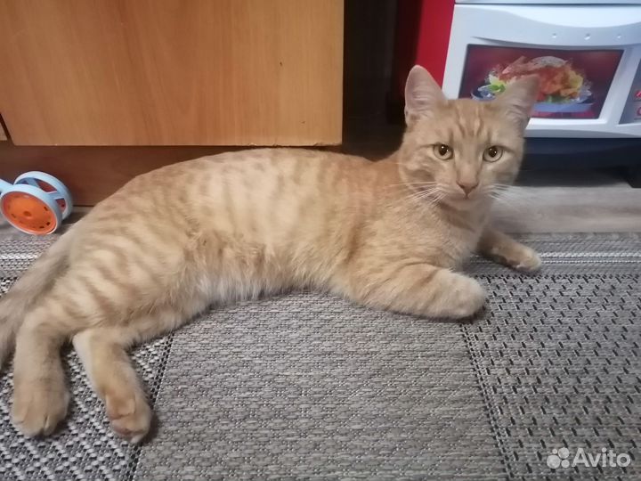Кошки в добрые руки