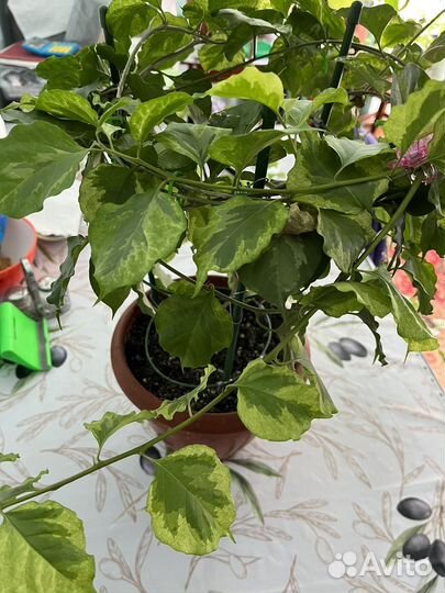 Бугенвиллия