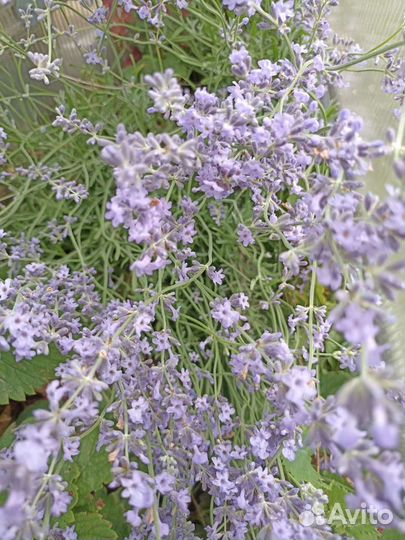 Лаванда