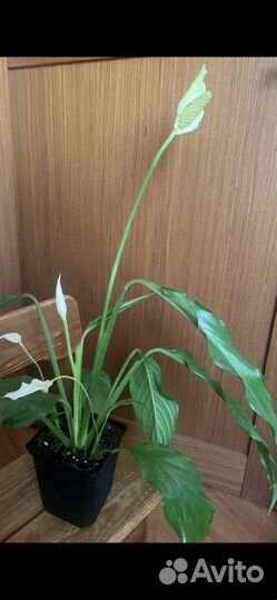 Спатифиллум