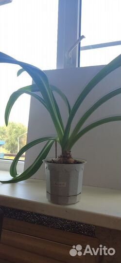 Гиппеаструм, шефлера, денежное дерево