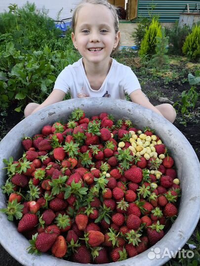 Рассада клубники Лорд и Фестивальная
