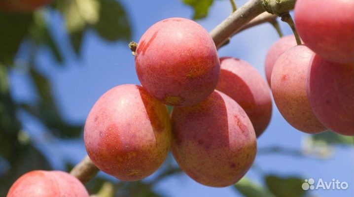 Саженцы шарафуги