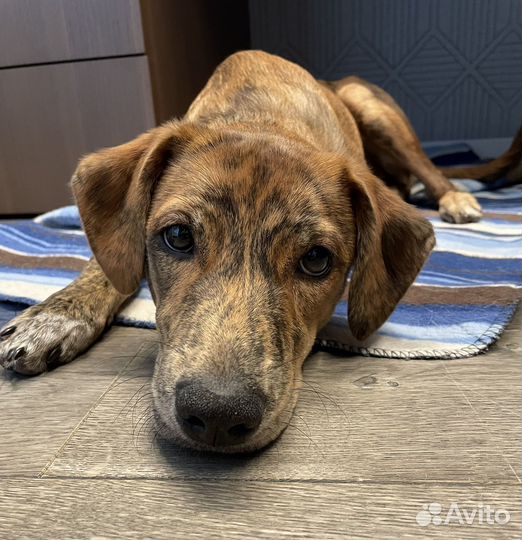 Отдам собаку в добрые руки