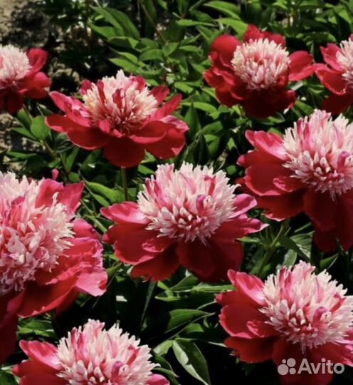 Пионы саженцы