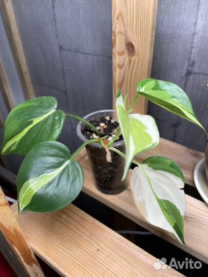 Филодендрон бразил