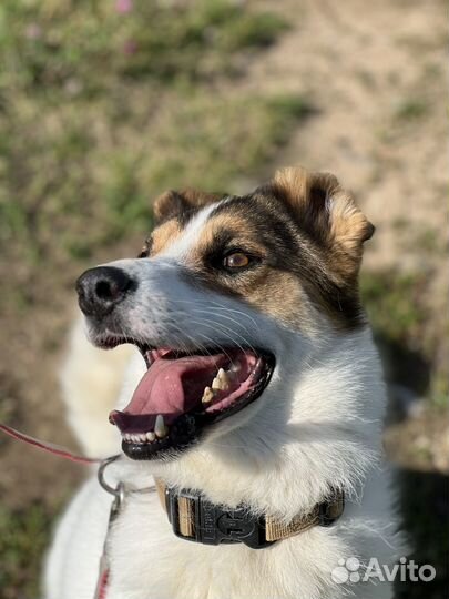 Собака в добрые руки