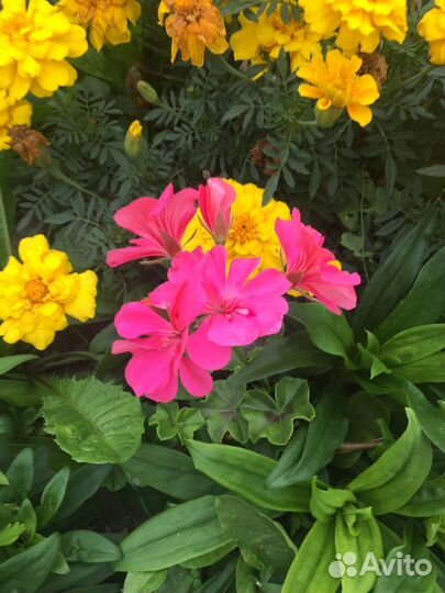 Герань, пеларгония