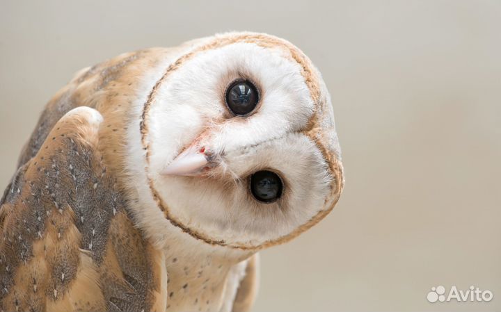 Картина по номерам 