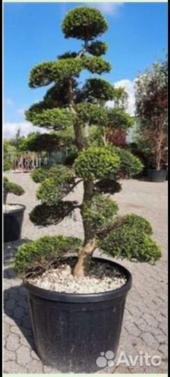 Бонсай подуб илекс 55/210см