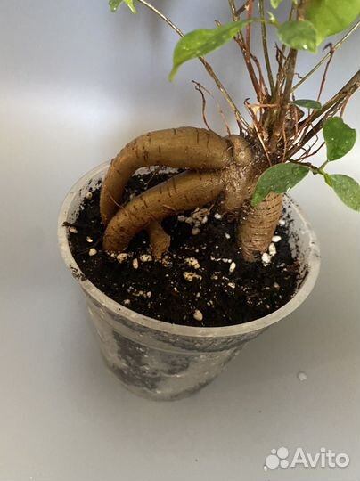 Фикус генсег