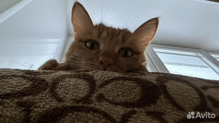 Отдам кошечку