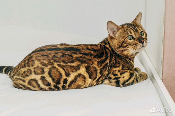 Кот бенгал вязка
