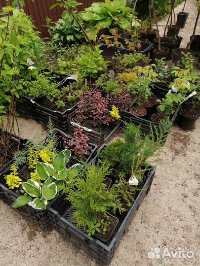 Розы Английские саженцы