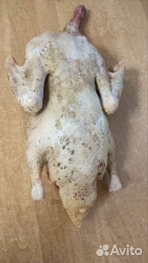 Утка домашняя мясо