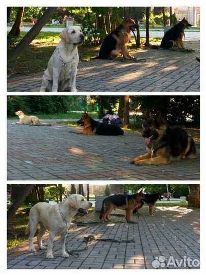 Профессиональная дрессировка собак. Хэндлер
