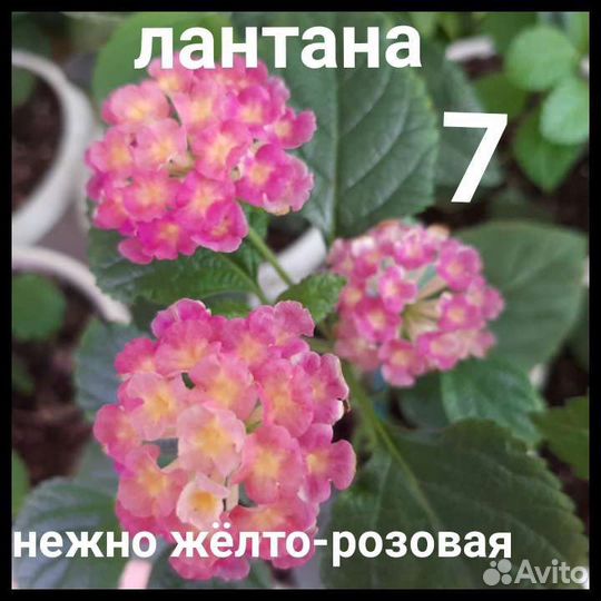 Лантана цветёт круглый год