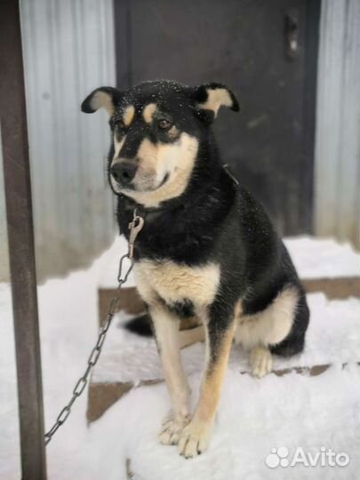 Восточноевропейская овчарка