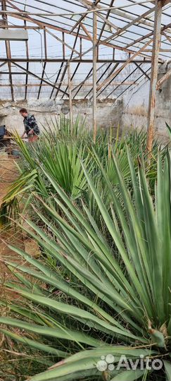 Экзотические растения для озеленения