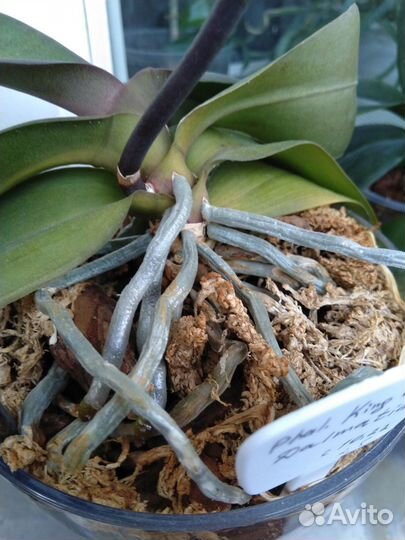 Фаленопсис биг лип