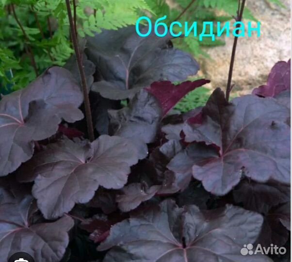 Гейхера более 40 сортов