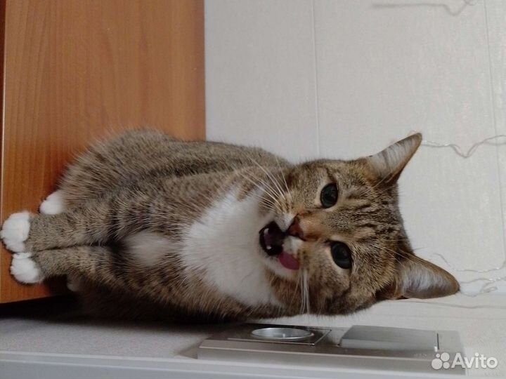 Кошка в дар бесплатно