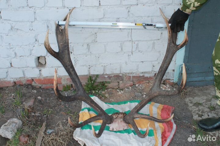 Большие рога оленя и медальон
