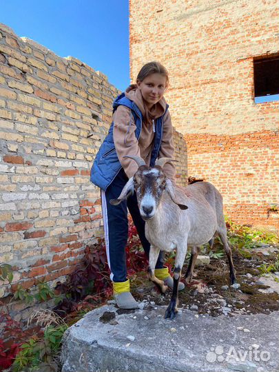 Продаются козы
