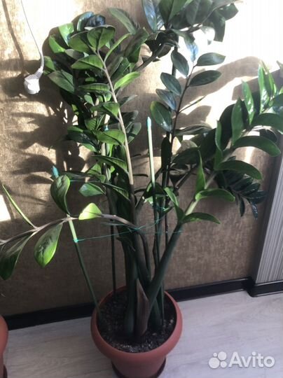 Цветы домашние