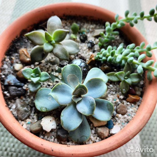 Садик с суккулентами